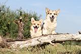 CORGI PEMBROKE 162